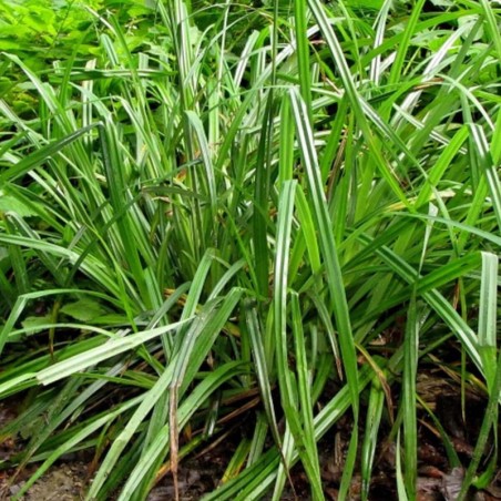 Carex Pendula - Vert