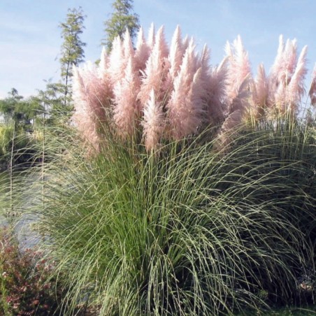 Cortaderia Selloana Rose Feather -