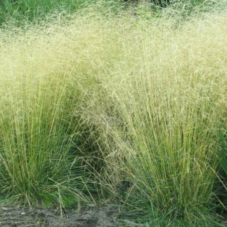 Deschampsia Cespitosa - Dorée