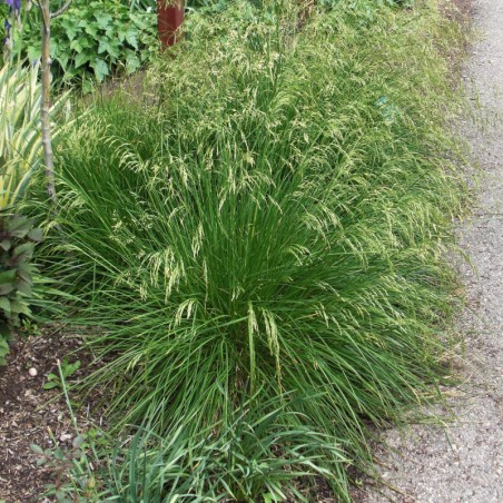 Deschampsia Cespitosa Goldtau - Jaune Doré