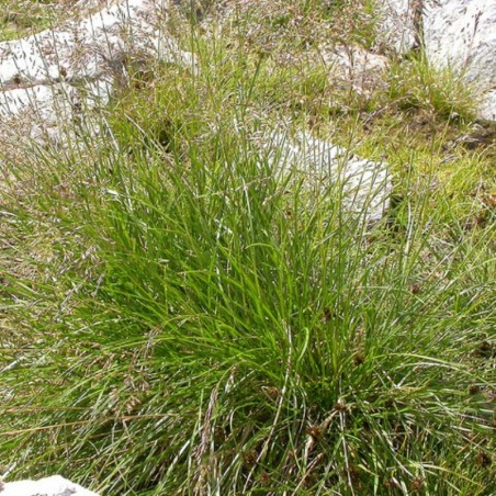 Deschampsia Cespitosa Goldschleier - Jaune Doré