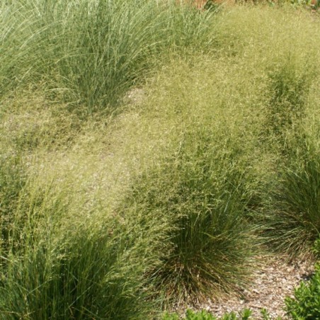 Deschampsia Cespitosa Schottland - Dorée