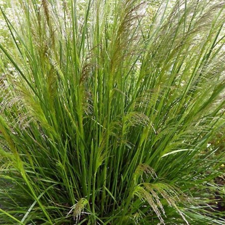 Deschampsia Flexuosa Pixie Fountain