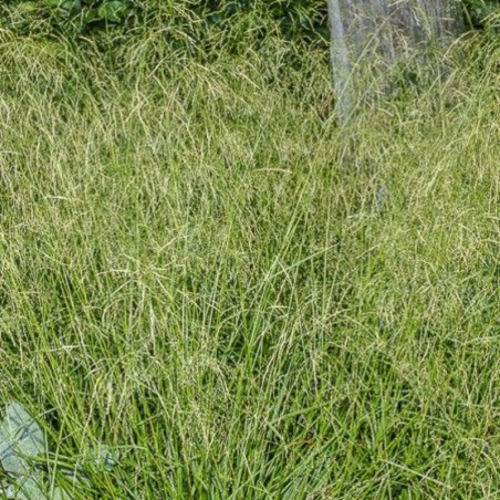 Deschampsia Cespitosa Palava - Doree