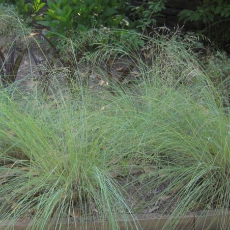 Eragrostis Elliottii Wind Dancer - Brun