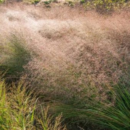 Eragrostis Trichodes Bent