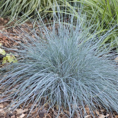 Festuca Amethystina - Violet