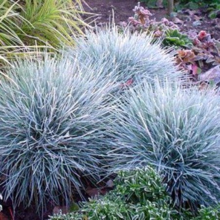 Festuca Glauca Azurit