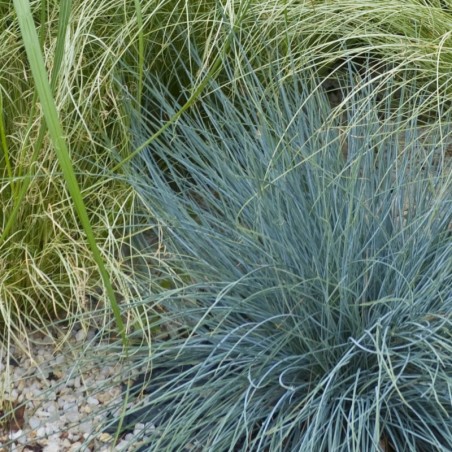 Festuca Glauca Blauglut