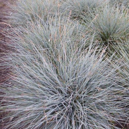 Festuca Glauca Uchte - Vert