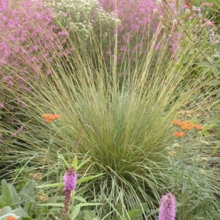 Festuca Mairei - Insignifiant