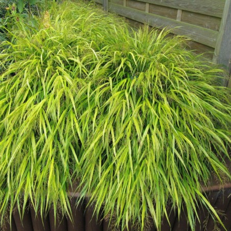 Hakonechloa Macra All Gold - Dorée