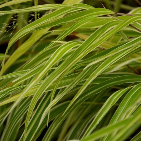 Hakonechloa Macra Albostriata - Dorée