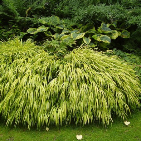 Hakonechloa Macra - Insignifiant