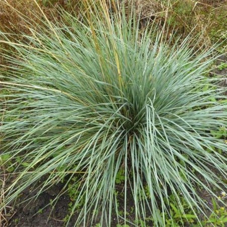 Helictotrichon Sempervirens - Paille