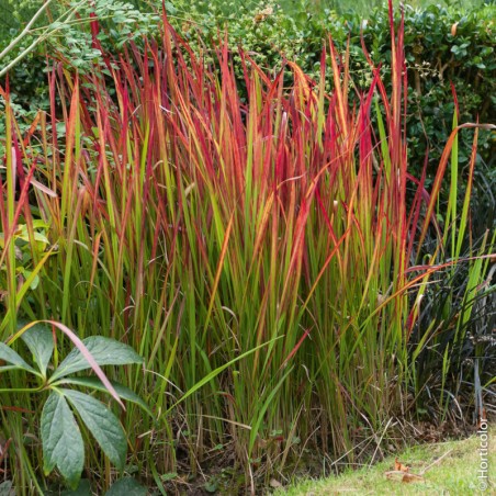 Imperata Cylindrica Red Baron - Insignifiant