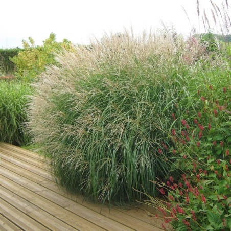 Miscanthus Sinensis Adagio  H.120Cm