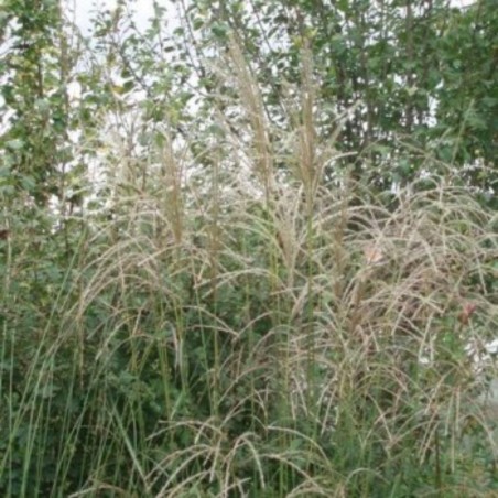 Miscanthus Sinensis Graziella H.180Cm - Blanc