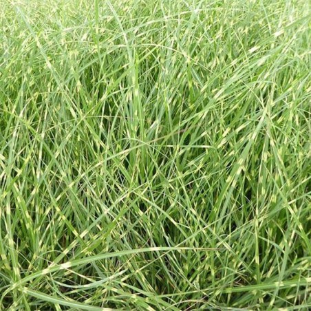 Miscanthus Sinensis Strictus H.180Cm