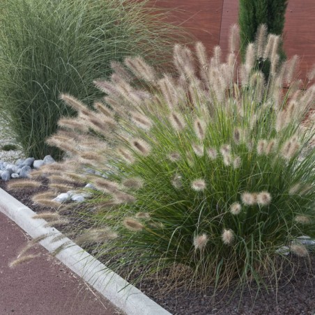Pennisetum Alopecuroides - Rose