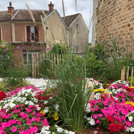 Pennisetum Macrourum - Feuill. Vert