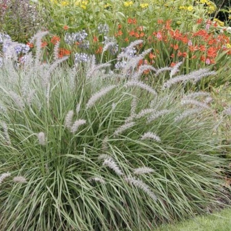 Pennisetum Orientale - Blanc Rosé