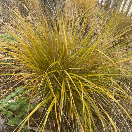 Stipa Arundinacea Sirocco - Bronze