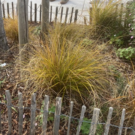 Stipa Arundinacea Sirocco - Bronze