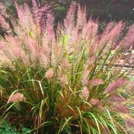 Stipa (Calamagrostis) Brachytricha