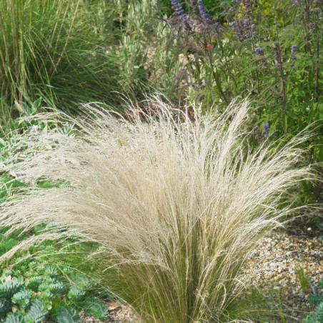 Stipa Capillata - Brun