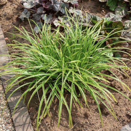 Carex Silver Sceptre