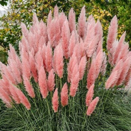 Cortaderia Selloana Rosea - Rose