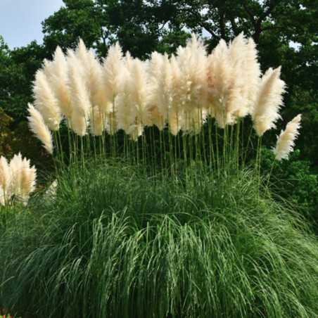 Cortaderia Selloana White Feather - Blanc