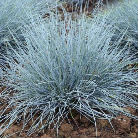 Festuca Glauca Elijah Blue