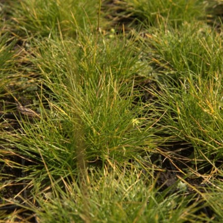 Festuca Gautieri - Jaune Paille