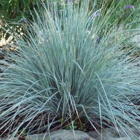 Festuca Glauca Festina - Jaune