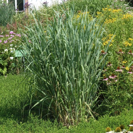 Panicum Virgatum Dallas Blue - Pourpre