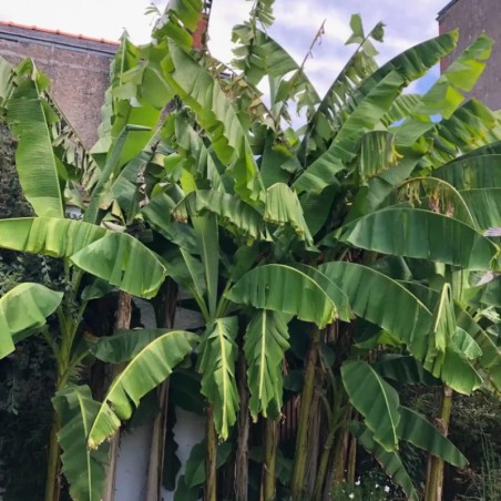 Musa Basjoo - Feuillage Vert