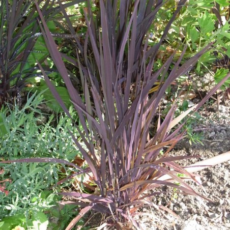 Phormium Pourpre - Feuillage Pourpre