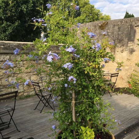 Plumbago Pyramide - Bleu