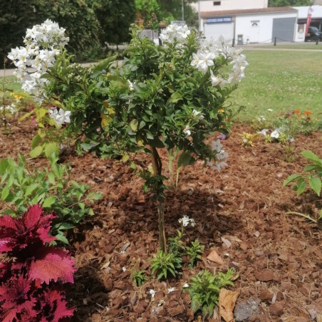 Solanum Jasminoides Tige - Blanc