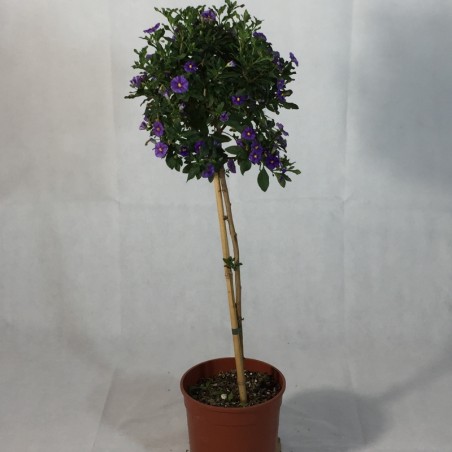 Solanum Rantonetti Tige - Violet