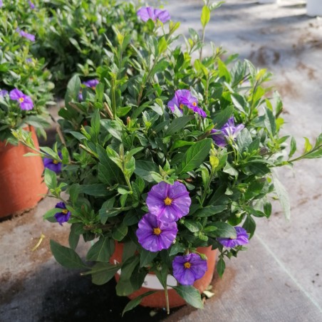 Solanum Rantonetti Touffe