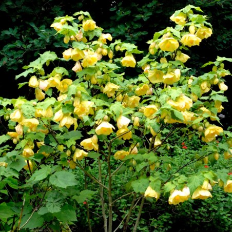 Abutilon 1 An 1/2 Tige - Jaune