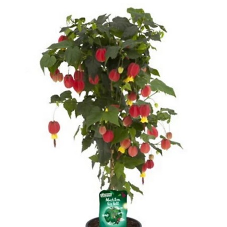 Abutilon 1 An 1/2 Tige - Rouge