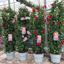 Dipladenia Colone Calibre 150 - Bicolore