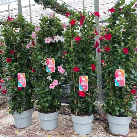 Dipladenia Colonne Calibre 150 - Rose