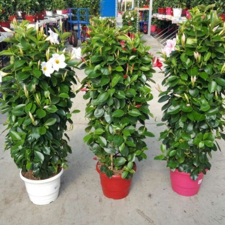 Dipladenia Palisse Calibre 90 - Bicolore Rouge Et Blanc