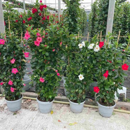 Dipladenia Espalier Calibre 120 - Blanc