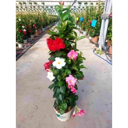 Dipladenia Pyramide - Rouge